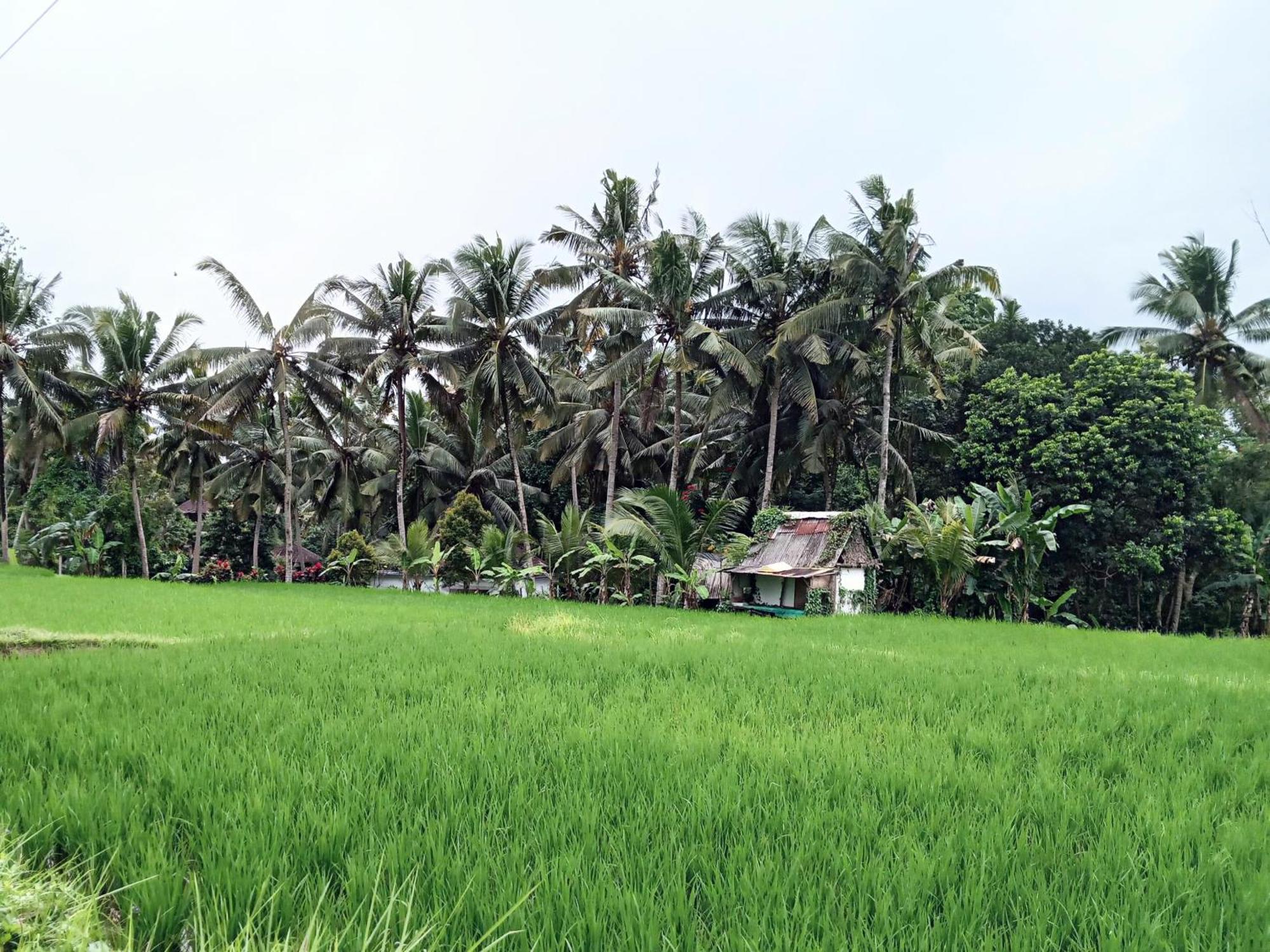 Mandala Blu Wellness Otel Ubud Dış mekan fotoğraf