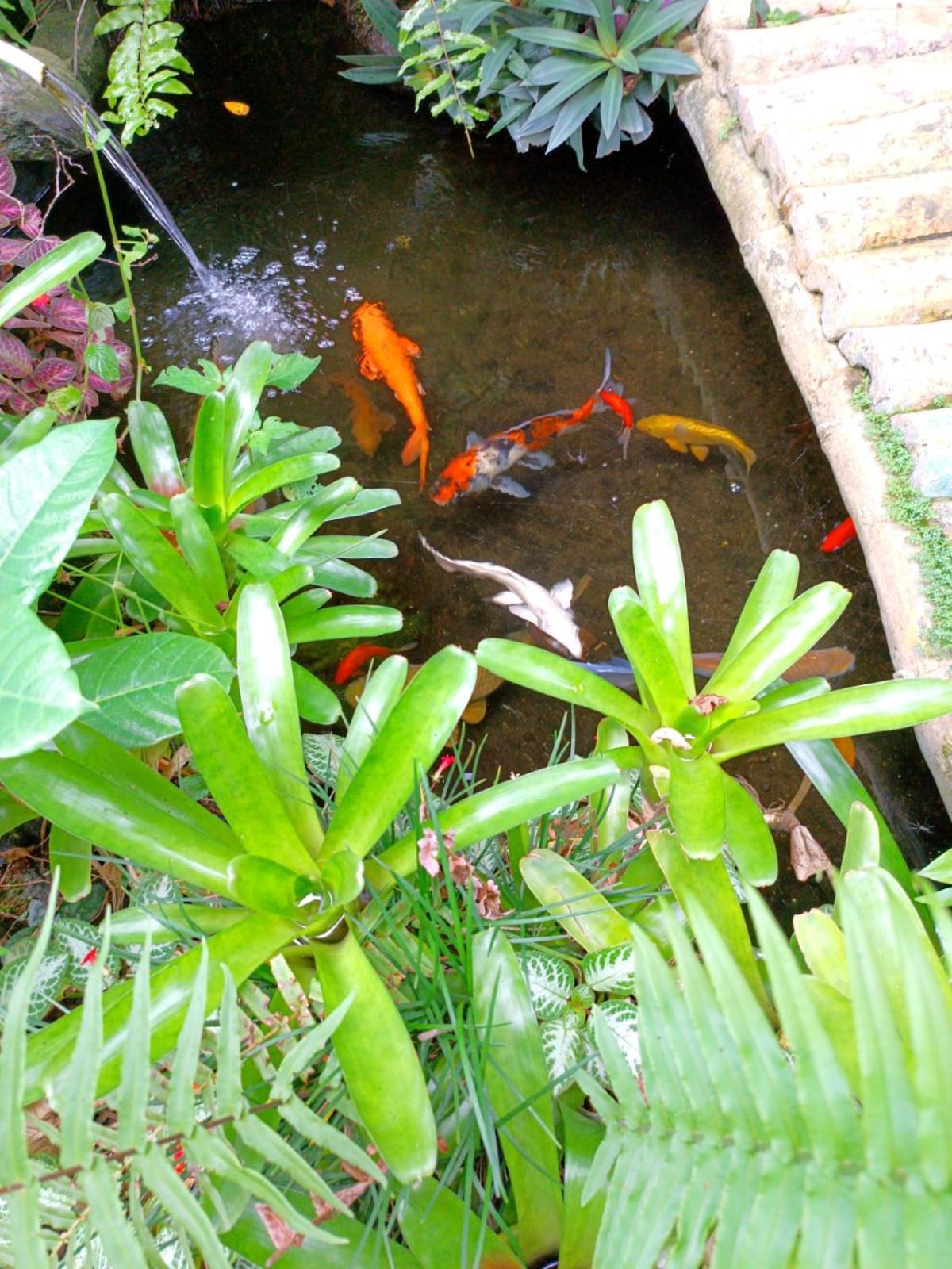 Mandala Blu Wellness Otel Ubud Dış mekan fotoğraf